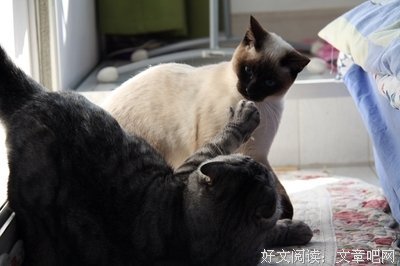 不喜不悲