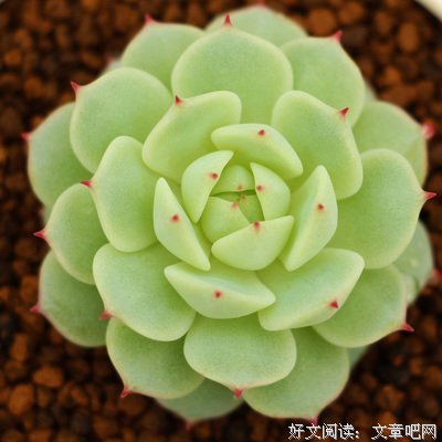 养了这么久多肉植物的经验