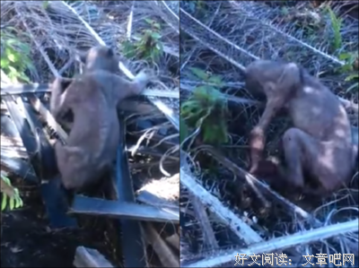 马来西亚的丛林