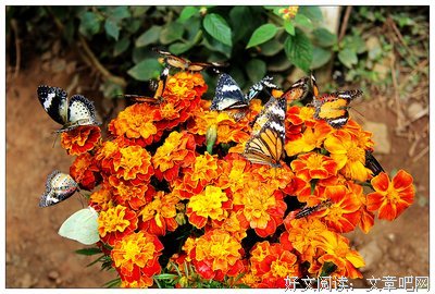 大理游