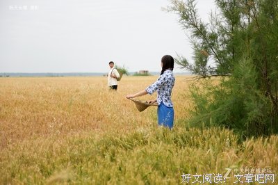 麦田爱情