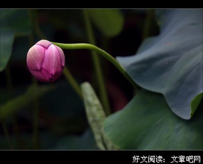 低头温柔