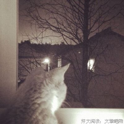 鱼在藻