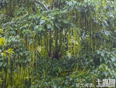 藏在雨中的秘密