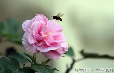 甘于平淡