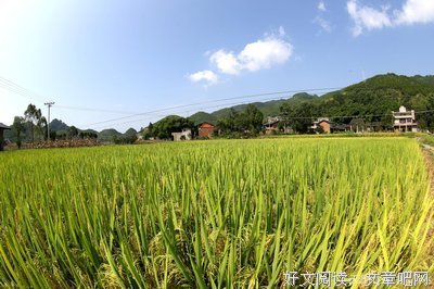 忆秋收