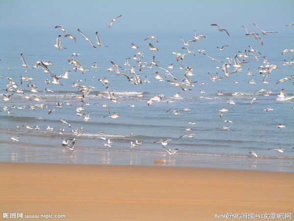海鸥