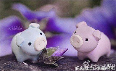 一花语