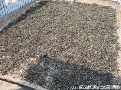 采茶记