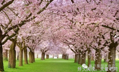 满山樱