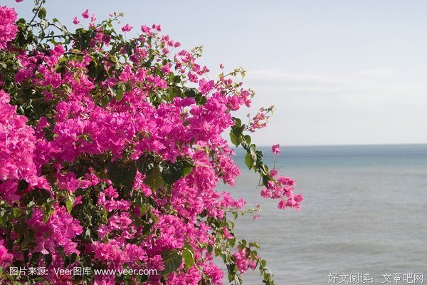 海边的花