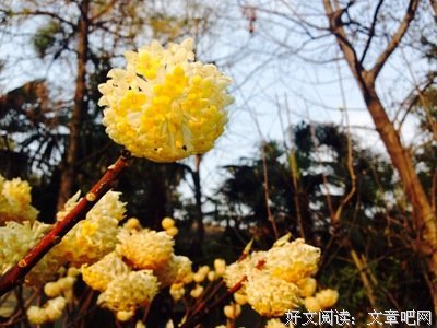 我本为妖