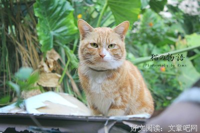 喵咪物语