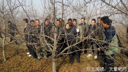 冬天的果园