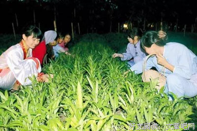 月亮菜