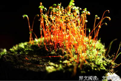 苔花