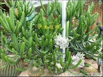 太仓游