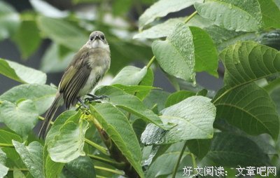 院里的树