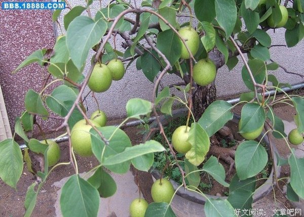 我的梨树