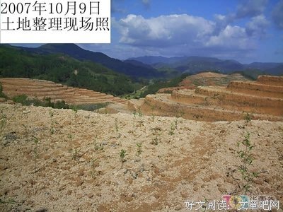 茶园的故事