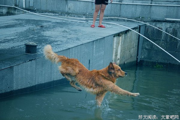 笨狗