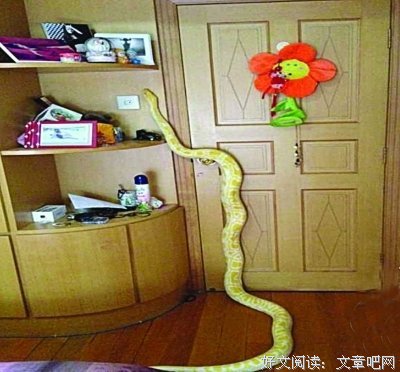 出走