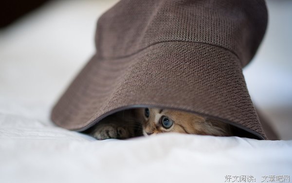 帽子和猫