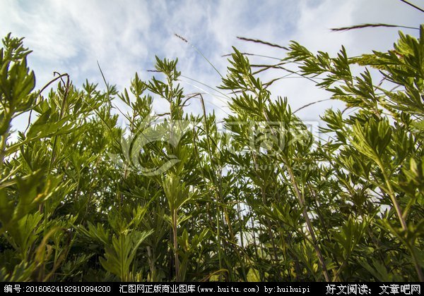 八里湖蕲艾小镇
