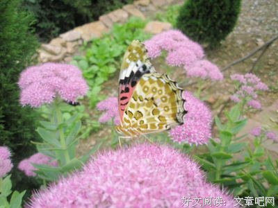 秋花灿烂