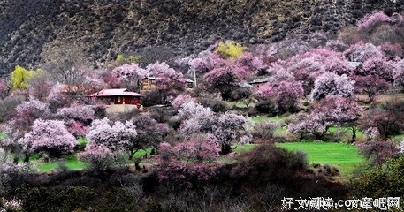 桃花深处