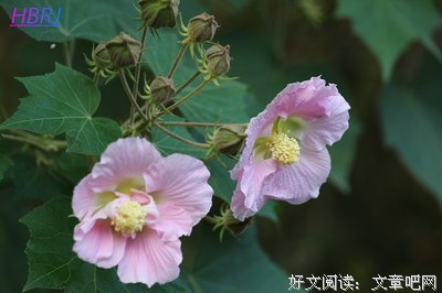 花开了