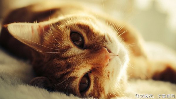 我是猫
