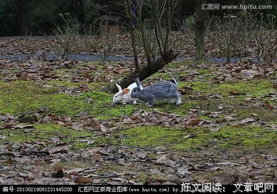野兔