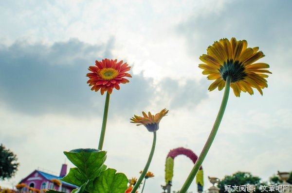 花开