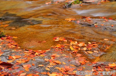 落叶无声