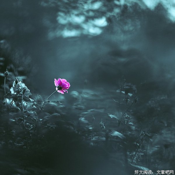 一朵花