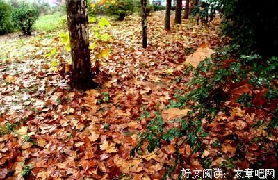 秋雨后情思
