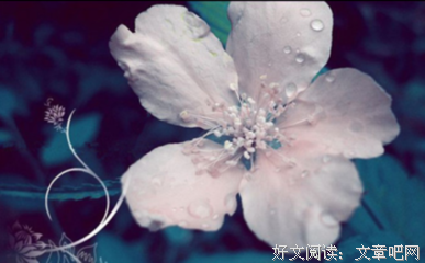 荼蘼花