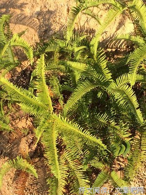 山趣