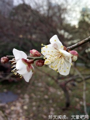 一抹红，一抹情