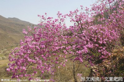 只对映山红有感觉