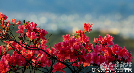 期待下一个路口遇见映山红