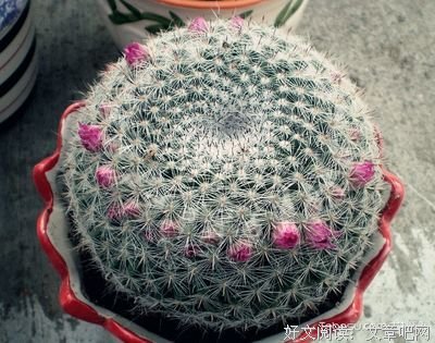 不开花的仙人球
