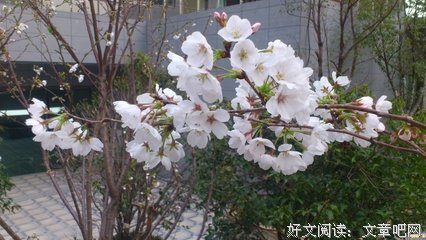 樱花开