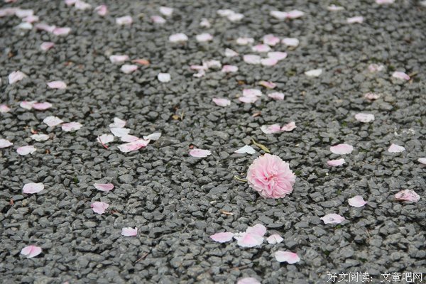 花开和花落