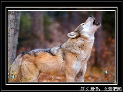 认识狼
