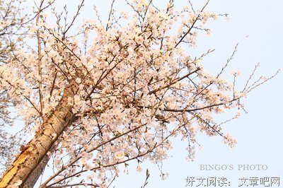 又是樱花盛开时