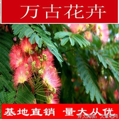 夜合欢