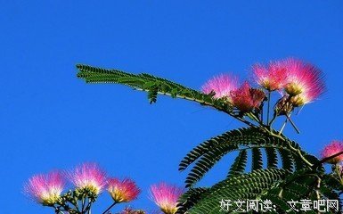 雨送合欢花易落