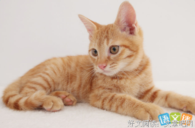 县官捉猫